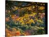 Yellow Leaves of a Sugar Maple, Green Mountains, Vermont, USA-Jerry & Marcy Monkman-Stretched Canvas