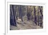 Yellow Leaves Trees-iunewind-Framed Photographic Print