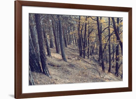 Yellow Leaves Trees-iunewind-Framed Photographic Print