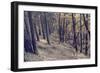 Yellow Leaves Trees-iunewind-Framed Photographic Print