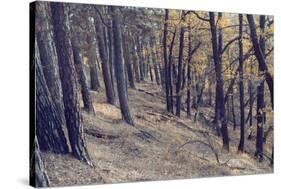 Yellow Leaves Trees-iunewind-Stretched Canvas