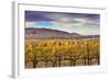 Yellow Leaves Vines Rows Grapes Wine Green Grass Autumn Red Mountain Benton City, Washington State-William Perry-Framed Photographic Print