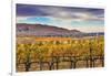 Yellow Leaves Vines Rows Grapes Wine Green Grass Autumn Red Mountain Benton City, Washington State-William Perry-Framed Photographic Print