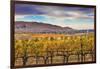 Yellow Leaves Vines Rows Grapes Wine Green Grass Autumn Red Mountain Benton City, Washington State-William Perry-Framed Photographic Print