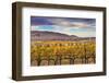 Yellow Leaves Vines Rows Grapes Wine Green Grass Autumn Red Mountain Benton City, Washington State-William Perry-Framed Photographic Print