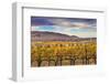 Yellow Leaves Vines Rows Grapes Wine Green Grass Autumn Red Mountain Benton City, Washington State-William Perry-Framed Photographic Print