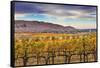 Yellow Leaves Vines Rows Grapes Wine Green Grass Autumn Red Mountain Benton City, Washington State-William Perry-Framed Stretched Canvas