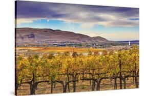 Yellow Leaves Vines Rows Grapes Wine Green Grass Autumn Red Mountain Benton City, Washington State-William Perry-Stretched Canvas