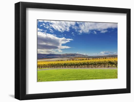 Yellow Leaves Vines Rows Grapes Wine Green Grass Autumn Red Mountain Benton City, Washington State-William Perry-Framed Photographic Print