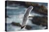 Yellow Legged Gull in Flight, Almograve, Np of South West Alentejano and Costa Vicentina, Portugal-Quinta-Stretched Canvas