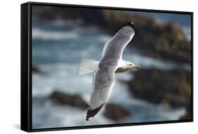 Yellow Legged Gull in Flight, Almograve, Np of South West Alentejano and Costa Vicentina, Portugal-Quinta-Framed Stretched Canvas