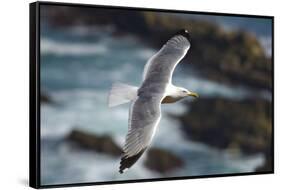 Yellow Legged Gull in Flight, Almograve, Np of South West Alentejano and Costa Vicentina, Portugal-Quinta-Framed Stretched Canvas