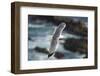 Yellow Legged Gull in Flight, Almograve, Np of South West Alentejano and Costa Vicentina, Portugal-Quinta-Framed Photographic Print