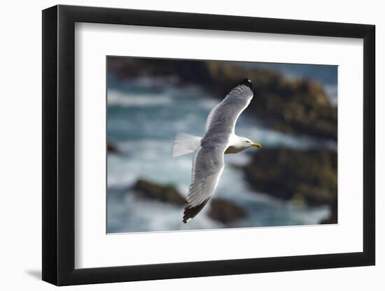 Yellow Legged Gull in Flight, Almograve, Np of South West Alentejano and Costa Vicentina, Portugal-Quinta-Framed Photographic Print