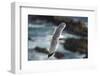 Yellow Legged Gull in Flight, Almograve, Np of South West Alentejano and Costa Vicentina, Portugal-Quinta-Framed Photographic Print