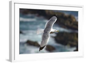 Yellow Legged Gull in Flight, Almograve, Np of South West Alentejano and Costa Vicentina, Portugal-Quinta-Framed Photographic Print