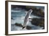 Yellow Legged Gull in Flight, Almograve, Np of South West Alentejano and Costa Vicentina, Portugal-Quinta-Framed Photographic Print