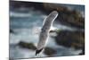 Yellow Legged Gull in Flight, Almograve, Np of South West Alentejano and Costa Vicentina, Portugal-Quinta-Mounted Photographic Print
