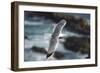 Yellow Legged Gull in Flight, Almograve, Np of South West Alentejano and Costa Vicentina, Portugal-Quinta-Framed Photographic Print