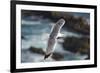 Yellow Legged Gull in Flight, Almograve, Np of South West Alentejano and Costa Vicentina, Portugal-Quinta-Framed Photographic Print