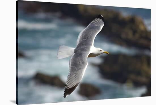 Yellow Legged Gull in Flight, Almograve, Np of South West Alentejano and Costa Vicentina, Portugal-Quinta-Stretched Canvas