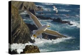 Yellow Legged Gull (Larus Michahellis) in Flight, Cabo Sard?o (Cape) Alentejo, Portugal-Quinta-Stretched Canvas