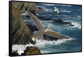 Yellow Legged Gull (Larus Michahellis) in Flight, Cabo Sard?o (Cape) Alentejo, Portugal-Quinta-Framed Stretched Canvas
