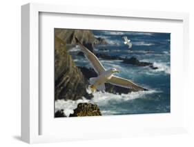 Yellow Legged Gull (Larus Michahellis) in Flight, Cabo Sard?o (Cape) Alentejo, Portugal-Quinta-Framed Photographic Print