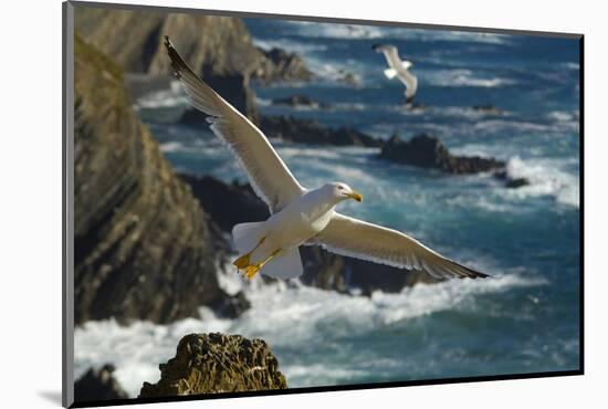 Yellow Legged Gull (Larus Michahellis) in Flight, Cabo Sard?o (Cape) Alentejo, Portugal-Quinta-Mounted Photographic Print