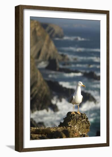 Yellow Legged Gull on Rock, Cabo Sard?o, Np of South West Alentejano and Costa Vicentina, Portugal-Quinta-Framed Premium Photographic Print
