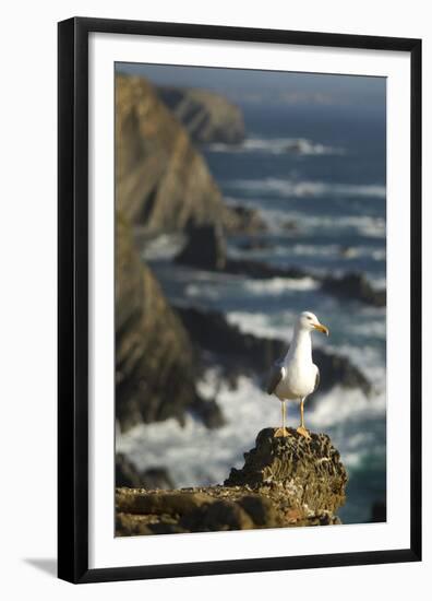 Yellow Legged Gull on Rock, Cabo Sard?o, Np of South West Alentejano and Costa Vicentina, Portugal-Quinta-Framed Premium Photographic Print