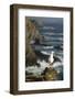 Yellow Legged Gull on Rock, Cabo Sard?o, Np of South West Alentejano and Costa Vicentina, Portugal-Quinta-Framed Photographic Print