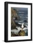 Yellow Legged Gull on Rock, Cabo Sard?o, Np of South West Alentejano and Costa Vicentina, Portugal-Quinta-Framed Photographic Print