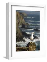 Yellow Legged Gull on Rock, Cabo Sard?o, Np of South West Alentejano and Costa Vicentina, Portugal-Quinta-Framed Photographic Print