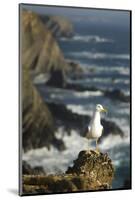 Yellow Legged Gull on Rock, Cabo Sard?o, Np of South West Alentejano and Costa Vicentina, Portugal-Quinta-Mounted Photographic Print