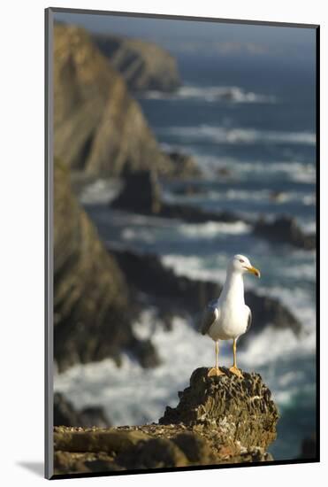 Yellow Legged Gull on Rock, Cabo Sard?o, Np of South West Alentejano and Costa Vicentina, Portugal-Quinta-Mounted Photographic Print