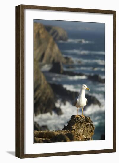 Yellow Legged Gull on Rock, Cabo Sard?o, Np of South West Alentejano and Costa Vicentina, Portugal-Quinta-Framed Photographic Print