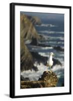 Yellow Legged Gull on Rock, Cabo Sard?o, Np of South West Alentejano and Costa Vicentina, Portugal-Quinta-Framed Photographic Print