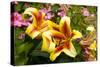 Yellow Lilies-George Johnson-Stretched Canvas