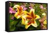 Yellow Lilies-George Johnson-Framed Stretched Canvas