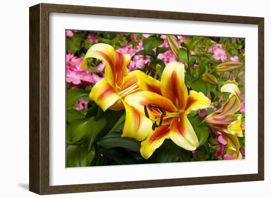 Yellow Lilies-George Johnson-Framed Photographic Print