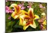 Yellow Lilies-George Johnson-Mounted Photographic Print