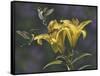 Yellow Lilies-Jeffrey Hoff-Framed Stretched Canvas