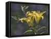 Yellow Lilies-Jeffrey Hoff-Framed Stretched Canvas