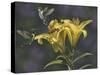 Yellow Lilies-Jeffrey Hoff-Stretched Canvas