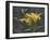 Yellow Lilies-Jeffrey Hoff-Framed Giclee Print