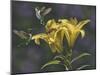 Yellow Lilies-Jeffrey Hoff-Mounted Giclee Print