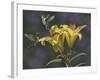 Yellow Lilies-Jeffrey Hoff-Framed Giclee Print