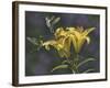 Yellow Lilies-Jeffrey Hoff-Framed Giclee Print