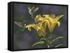 Yellow Lilies-Jeffrey Hoff-Framed Stretched Canvas